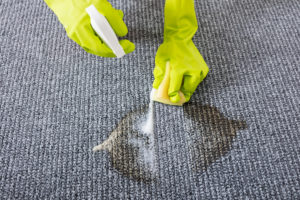 Person Hand Wearing Gloves Spraying Detergent On Grey Carpet To Remove Stain in calvert county